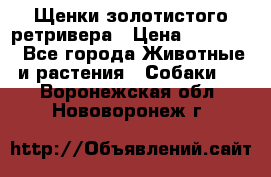 Щенки золотистого ретривера › Цена ­ 15 000 - Все города Животные и растения » Собаки   . Воронежская обл.,Нововоронеж г.